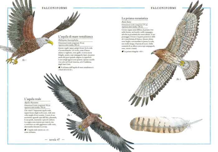 Inventario illustrato degli uccelli aquila